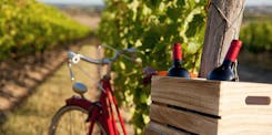 Discover the impact of soil on the taste of wine. Explore terroir, the fusion of land and climate that shapes the diversity of flavours in the world's vineyards.